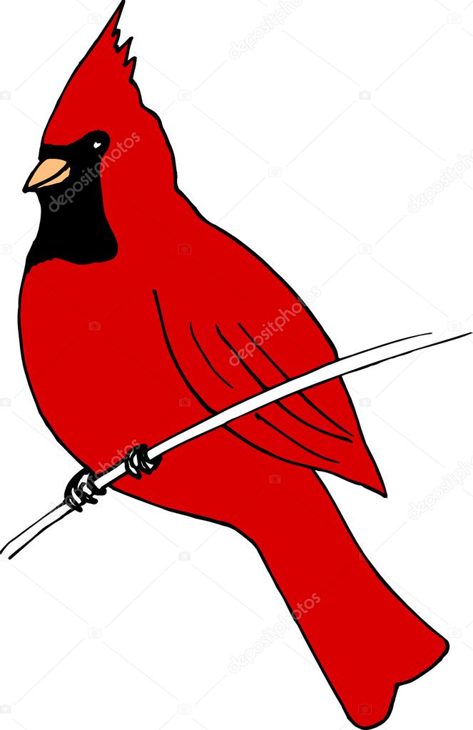 cardinal vector