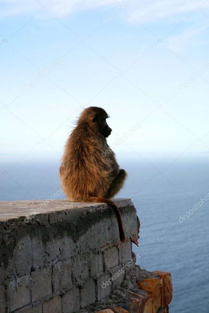 Baboon Sitting