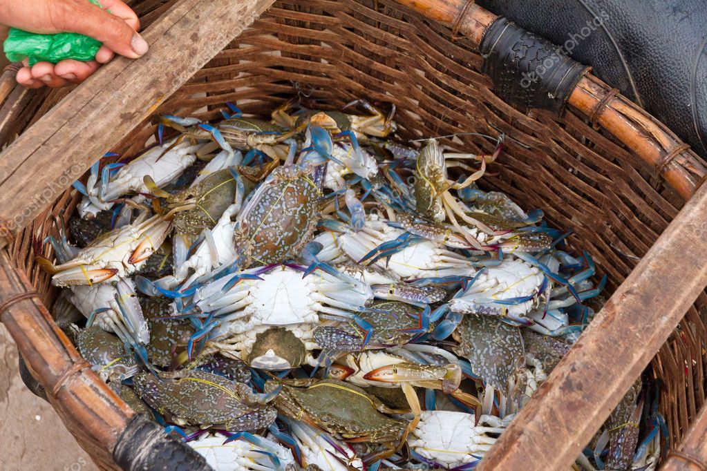 Callinectes Sapidus