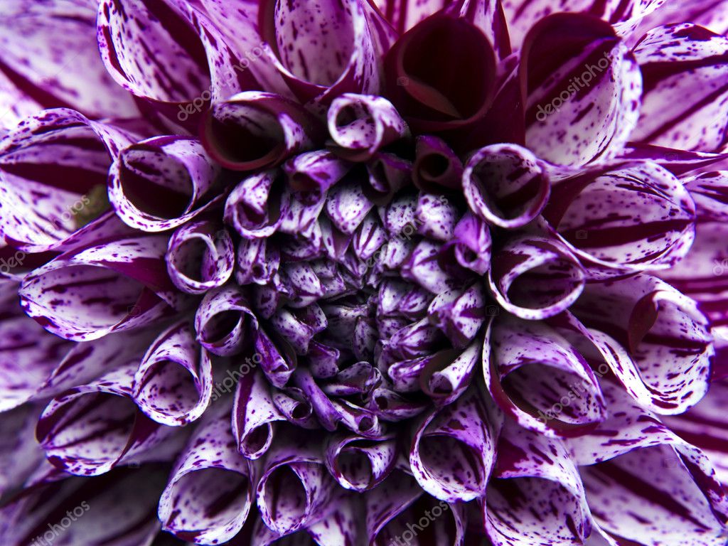 Dahlia Purple