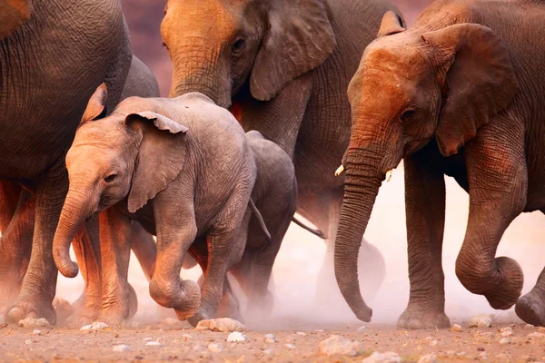 Elephants herd running