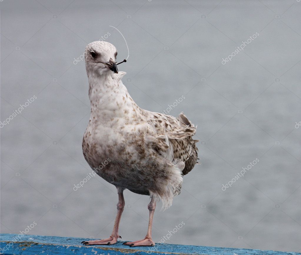 injured seagull stock photo 169 daseaford 4279827 injured seagull stock photo 169 daseaford 4279827