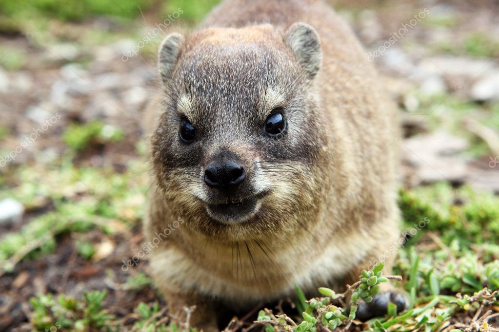 Dassie Rat