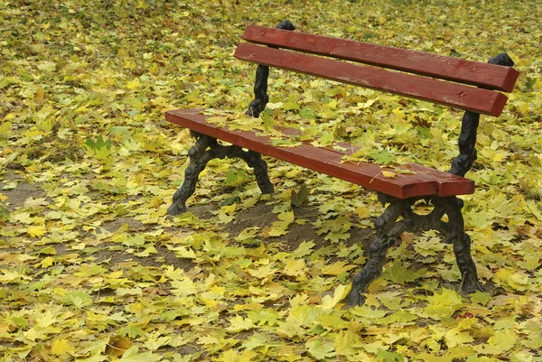 Bench among the fallen leaves