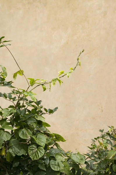 of poison ivy to intend both beauty and danger. flower tattoo and vine