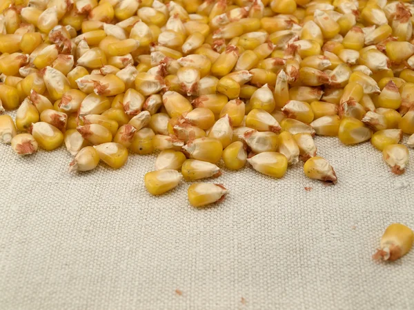Corn seed on a bag