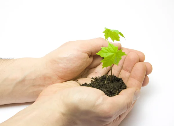 man holding tree