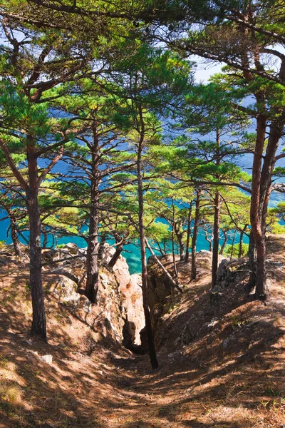 Pine trees and blue sea