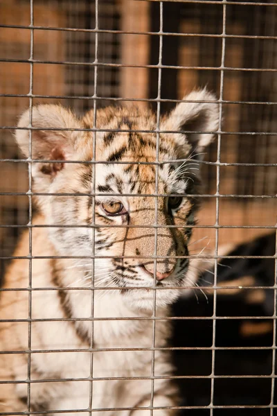 Little tiger cubs in a cage