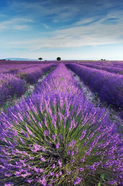 Lavender field in Provence in the early hours of the morning
