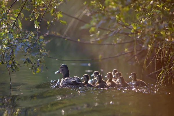 Duck and ducklings under leaves.