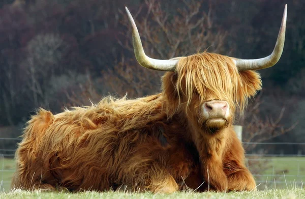 The Highland Cow.