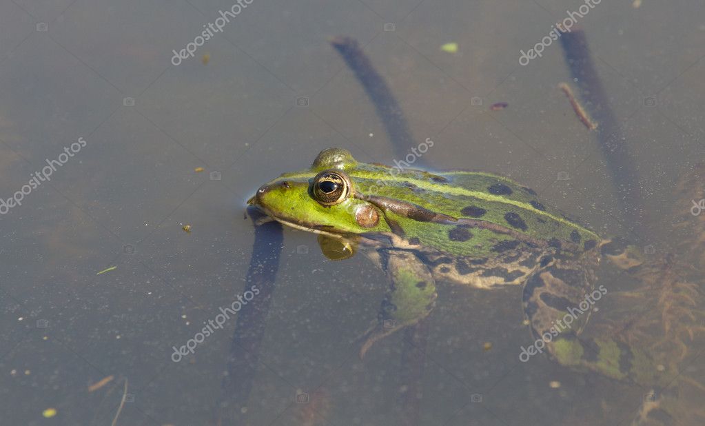 detailed frog