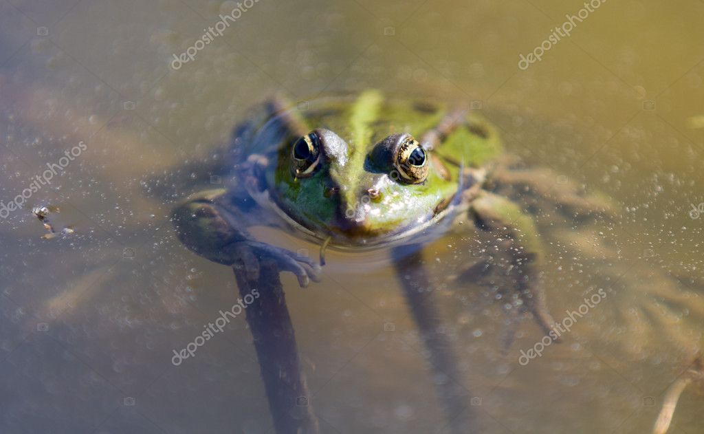 detailed frog