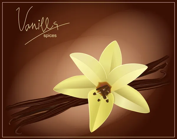 Vector flower and vanilla pods on a brown background