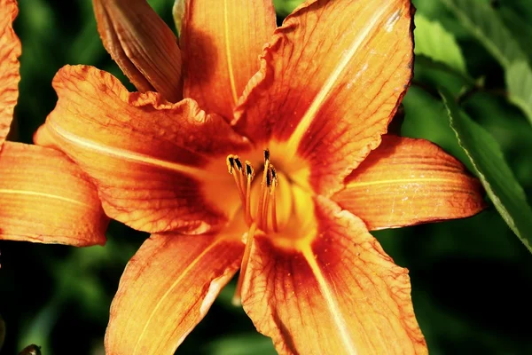 orange blossom vector