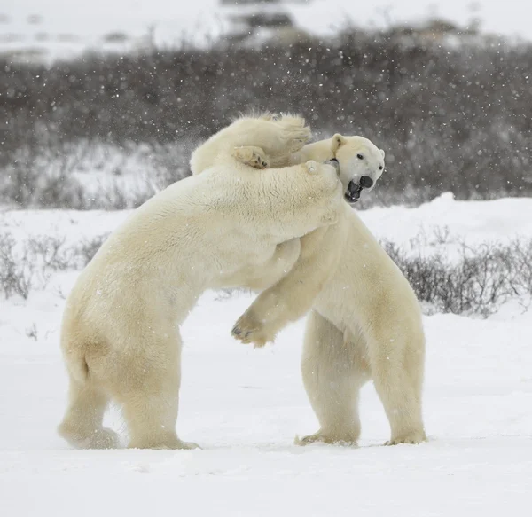 Fight of polar bears. 1