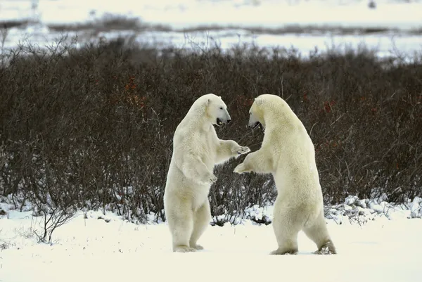 Fight of polar bears. 18
