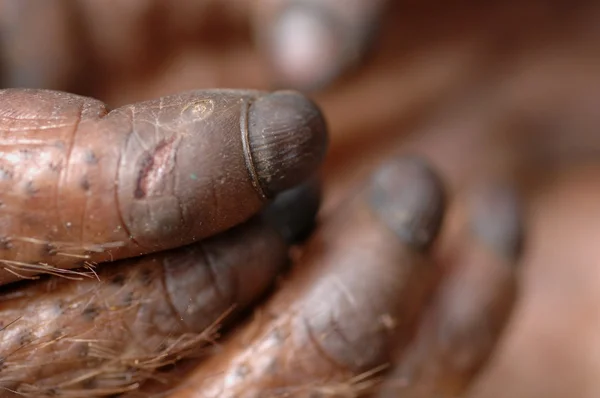 Fingers of the orangutan.