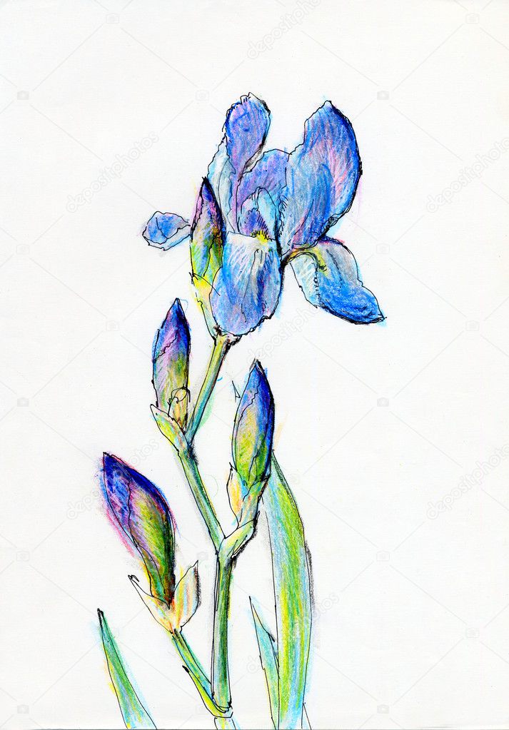 Drawing Iris