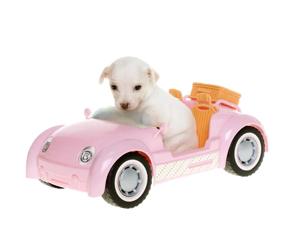 Puppy Going on Vacation in Pink Sportscar Convertible by Kelly Richardson