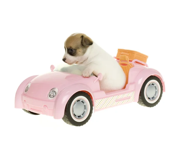 Puppy Going on Vacation in Pink Sportscar Convertible by Kelly Richardson