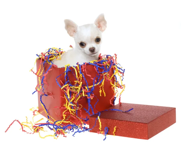 Puppy Inside Red Box with