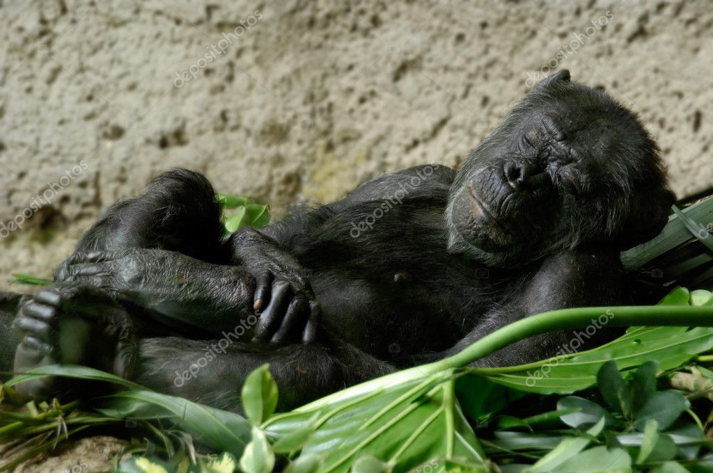 chimpanzee sleeping