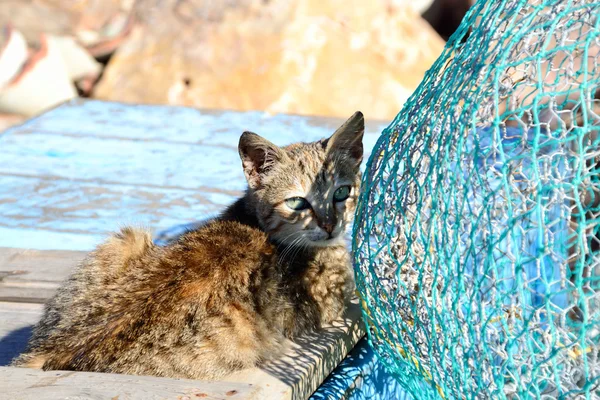 Cat and fishing net