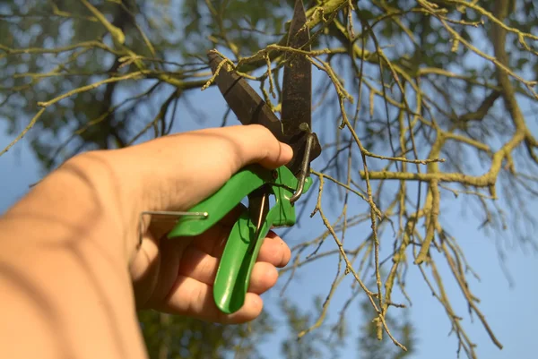 Pruning-shears, curtailment of the branches