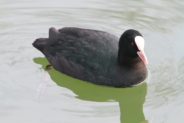 Floating black bird, river