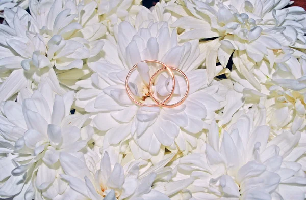 Wedding rings against white colours