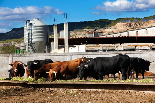 Bulls eating on a farm