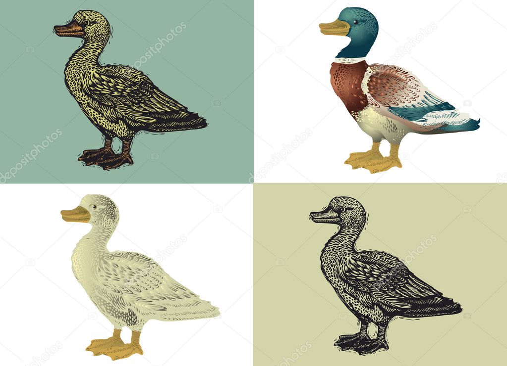 Painted Duck