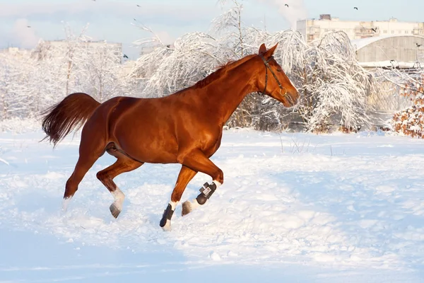 Horse In Winter — Stock Photo #5011150