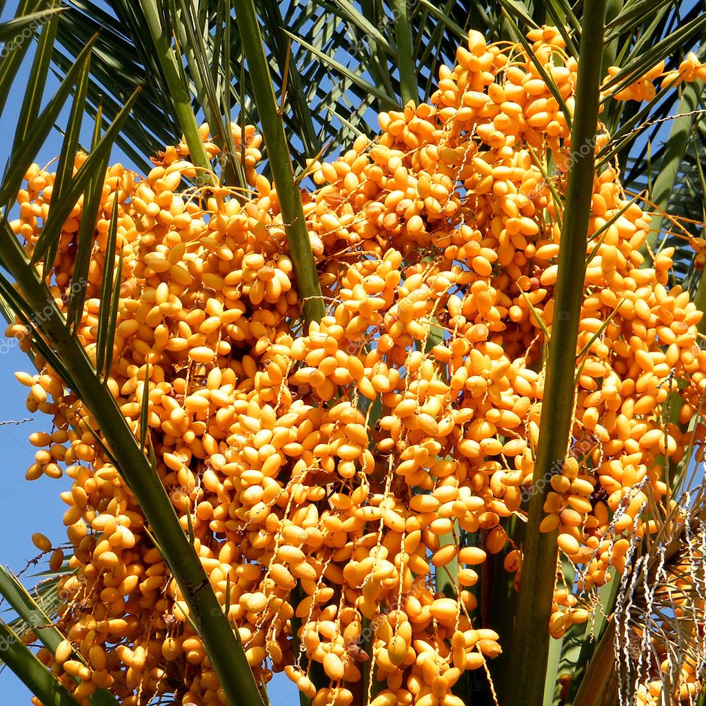 Dates Palm