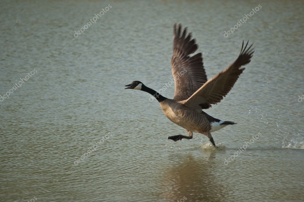 Running Goose