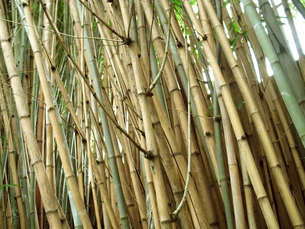 Chinese Bamboo wall.