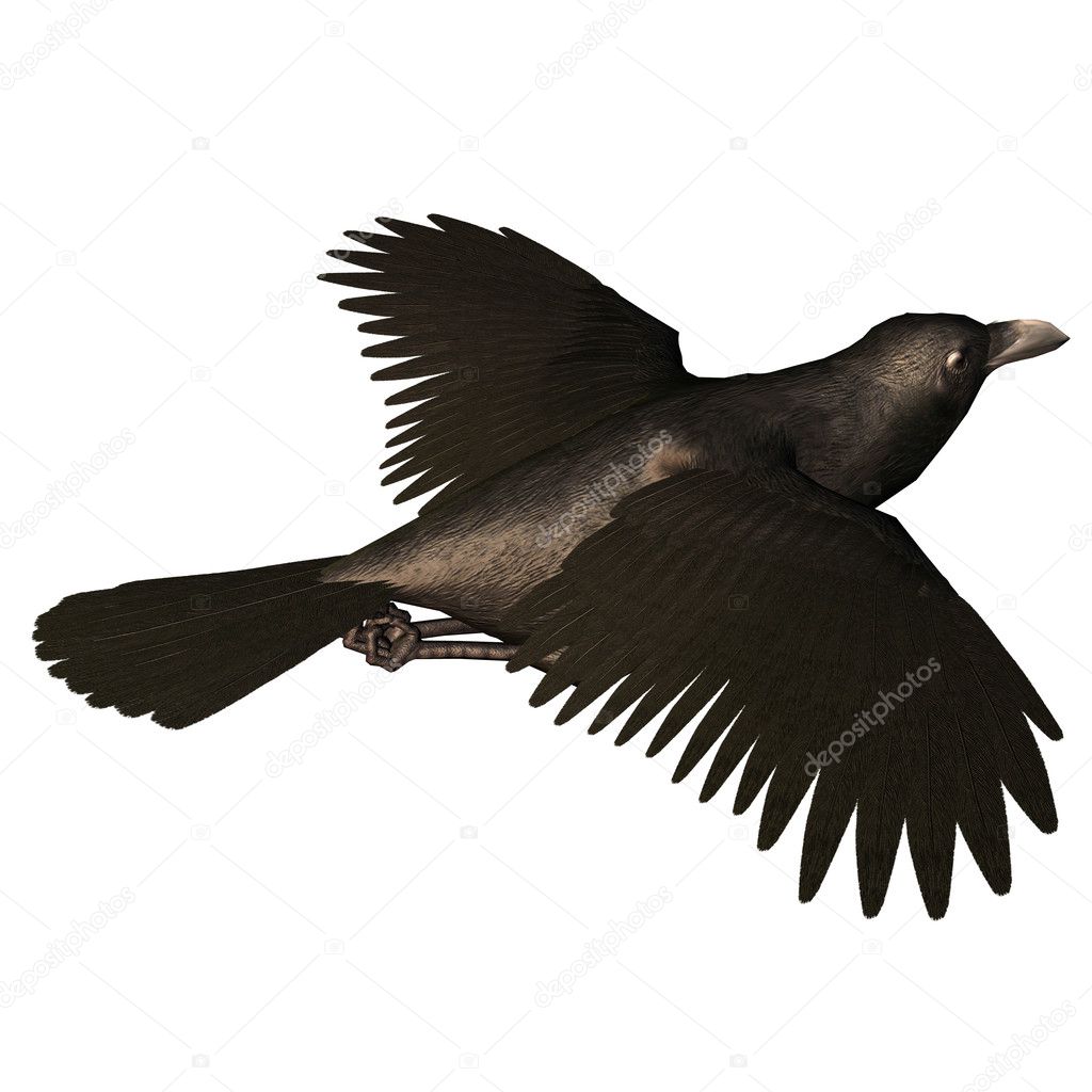 flying crow images