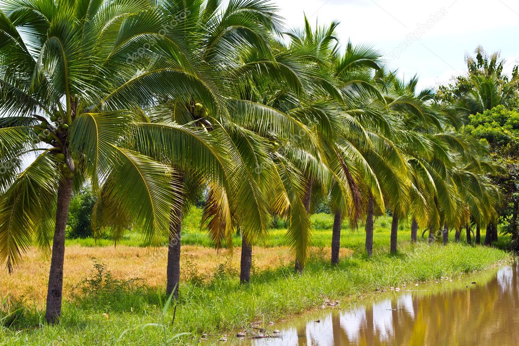 coconut-tree-the-most-wondrous-tree-cycle