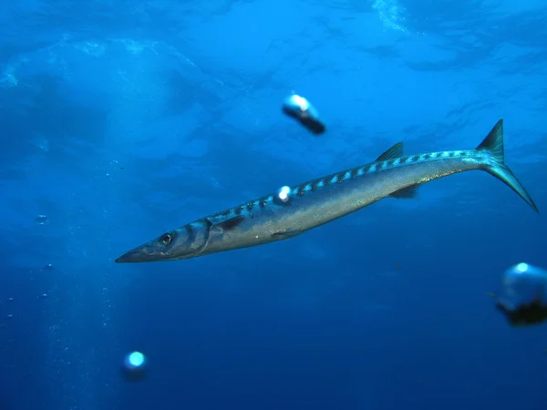 Barracuda fish by Vittorio Bruno Stock Photo Editorial Use Only
