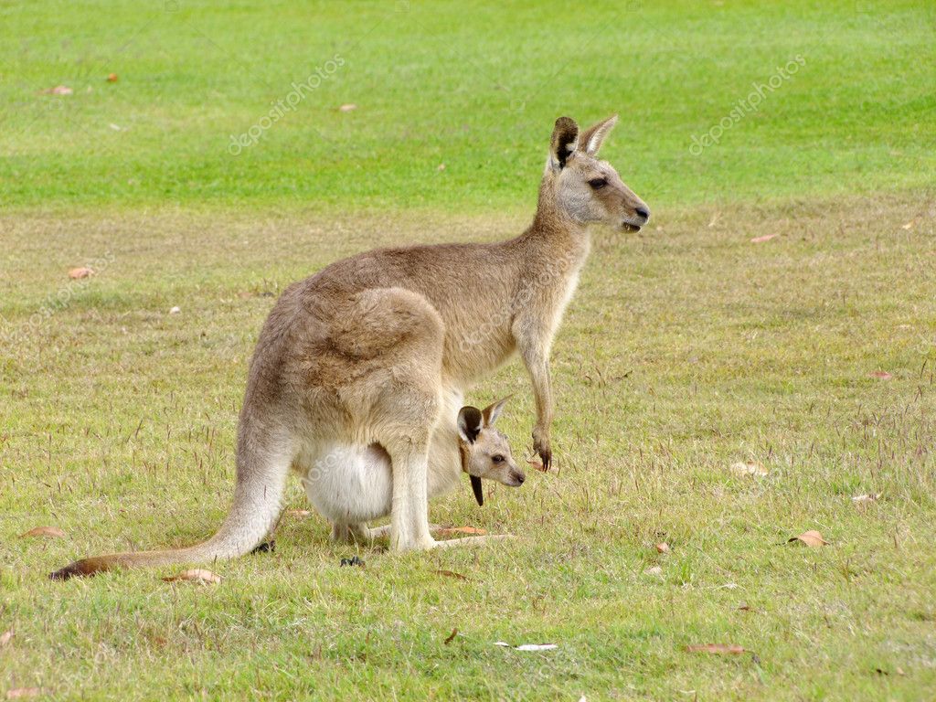 Kangaroos Babies