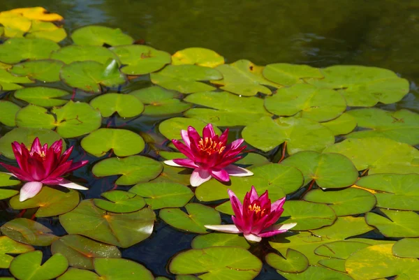 Red water lilies in full bloom with pads in pond