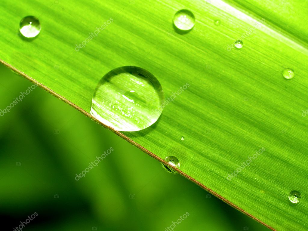 leaf drop