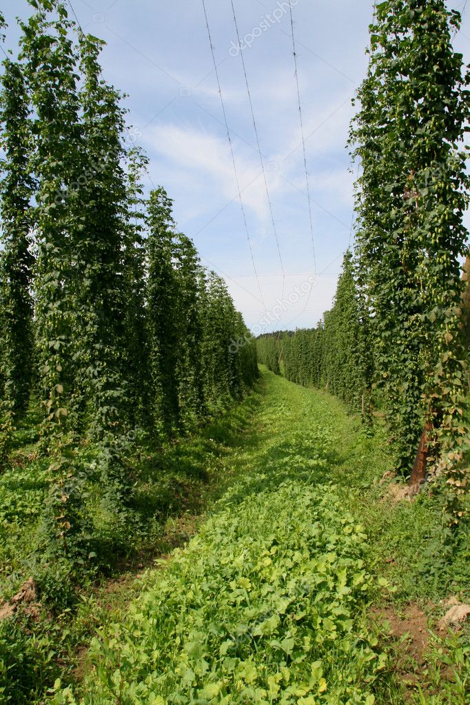 Hop Field