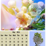 May+month+2011+calendar