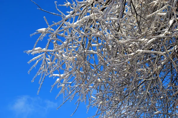 Sun sparkled the tree branch in ice on a blue sky background
