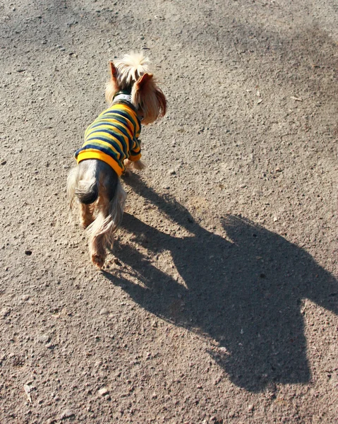Dog in striped clothes
