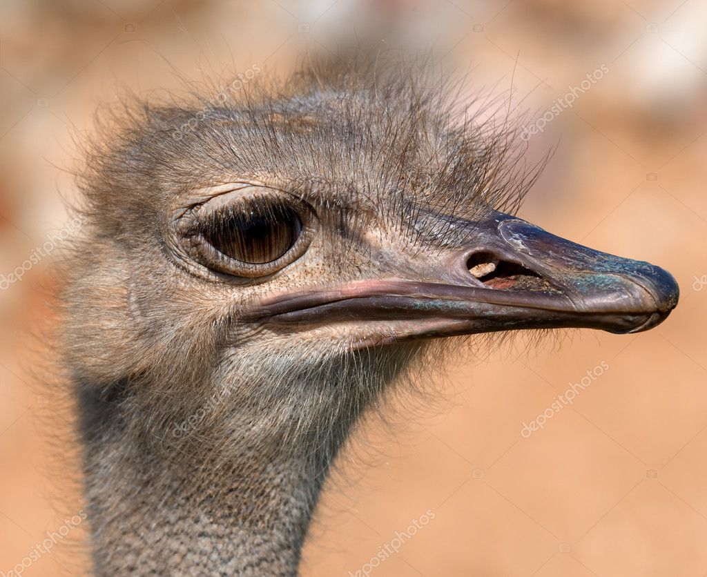 funny ostrich