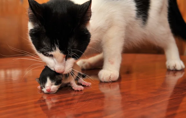 The cat bears a newborn kitten in teeth